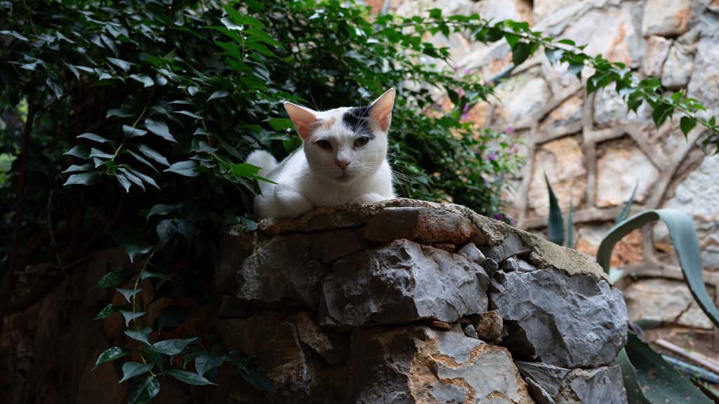 TUI Magic Life Bodrum an der türkischen Ägäis mit Meerblick und weitläufiger Anlage